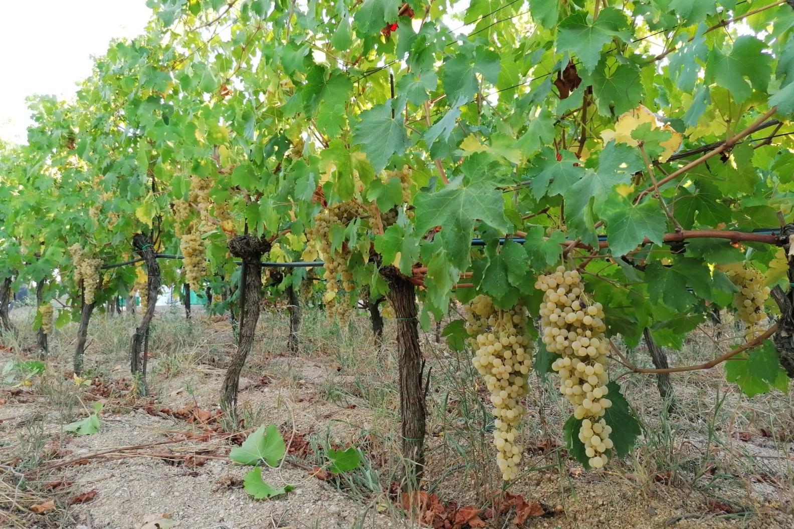Benetutti, una giornata dedicata alla valorizzazione del vino Arvisionadu