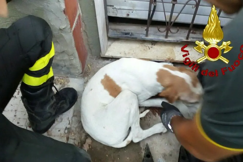 Il cane liberato dai vigili del fuoco