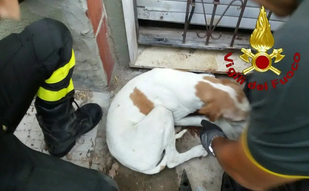 Il cane liberato dai vigili del fuoco