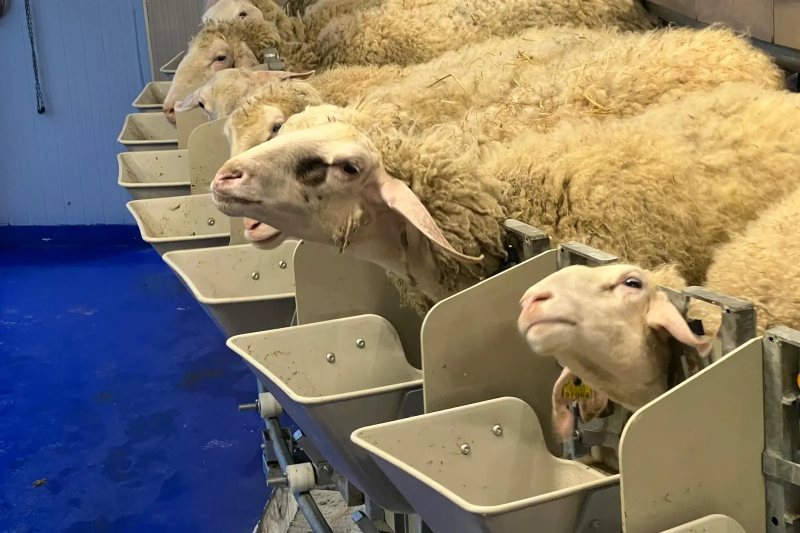 Pecore in un'azienda (L'Unione Sarda)