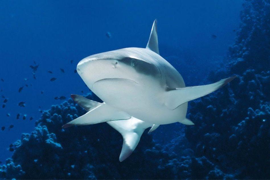 Paura in Australia: due attacchi di squali in 24 ore