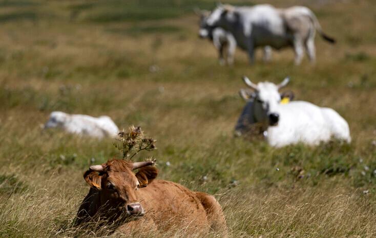 «Dermatite bovina, l’Isola discriminata»