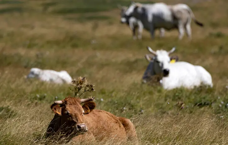 «Dermatite bovina, l’Isola discriminata»