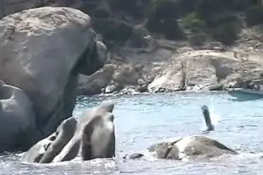 L'Isola di Spargi a La Maddalena