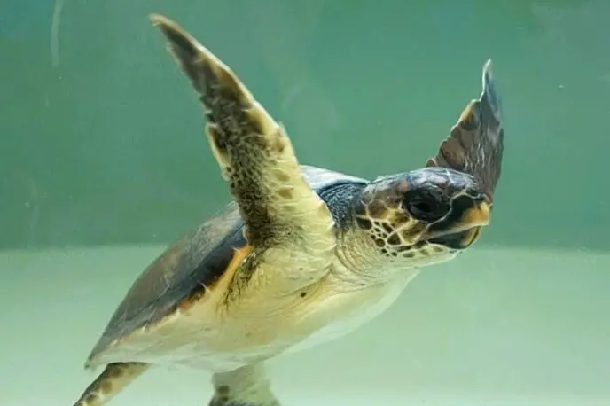 Tartaruga Caretta caretta (foto concessa)