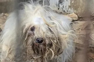 Uno dei cani liberati (foto Ansa)