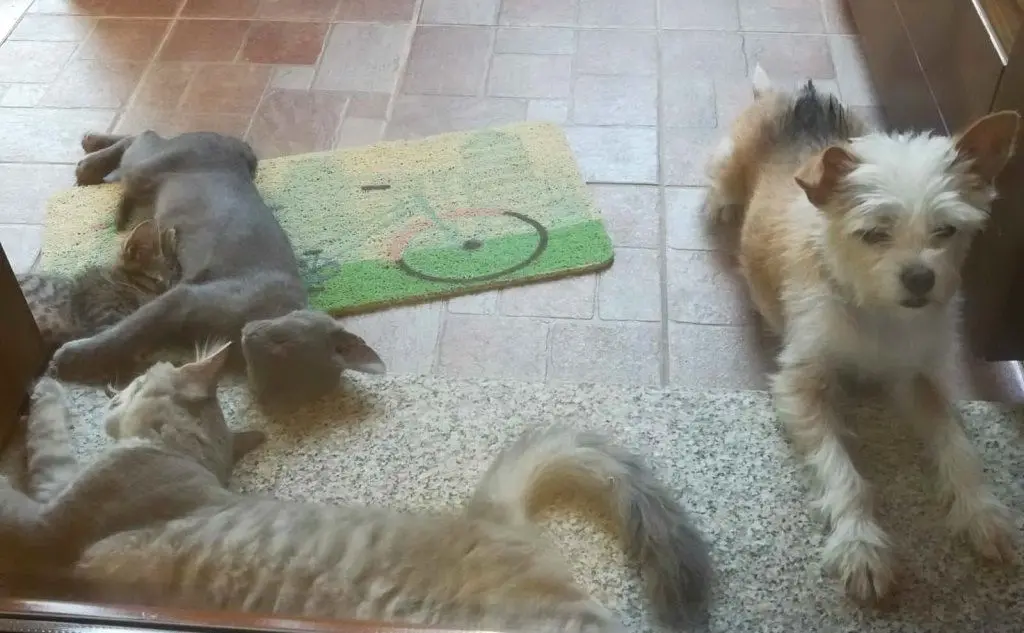 Tigro, Thanos, Leo, e Stella (da Danila di Cagliari)
