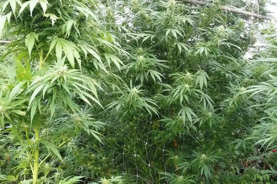 Una piantagione di marijuana