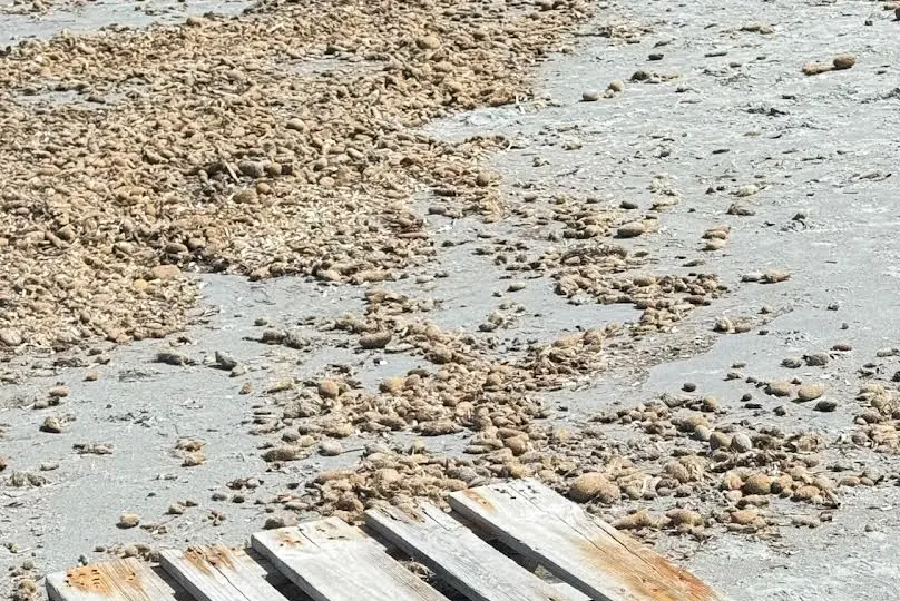 Arborea, la spiaggia