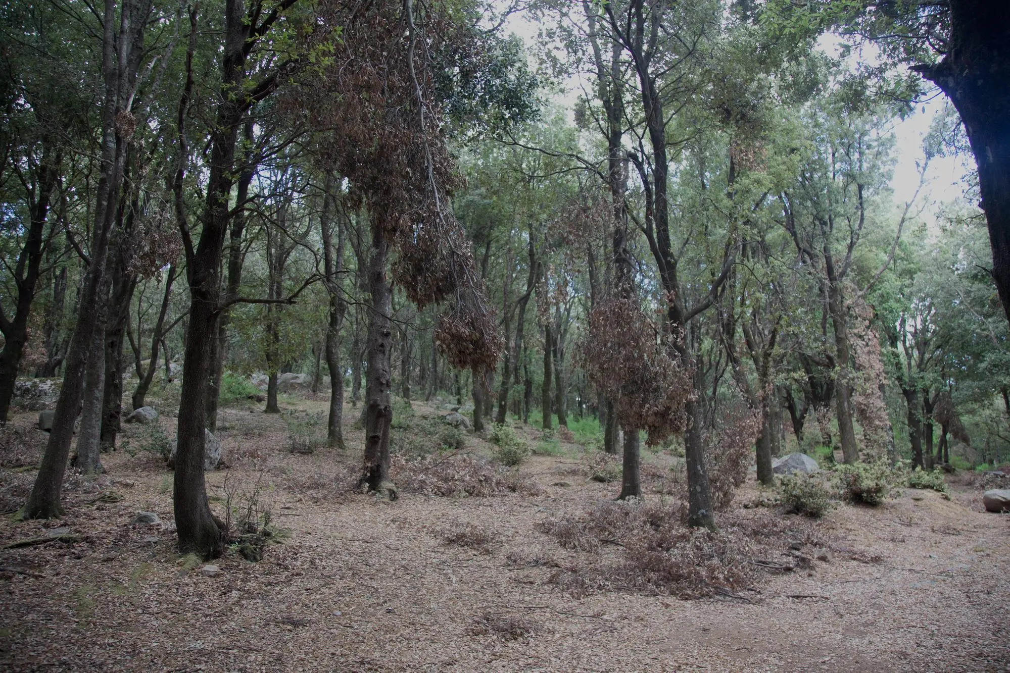 Bosco Selene (Archivio L'Unione Sarda)