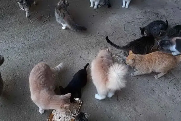 Gatti a Torre delle Stelle (L'Unione Sarda - foto Serreli)