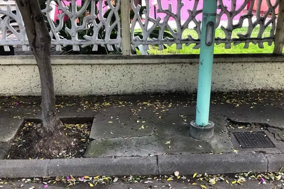 Una pianta e un palo sul marciapiede (foto Sara Pinna)