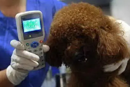 Un cane durante la microchippatura