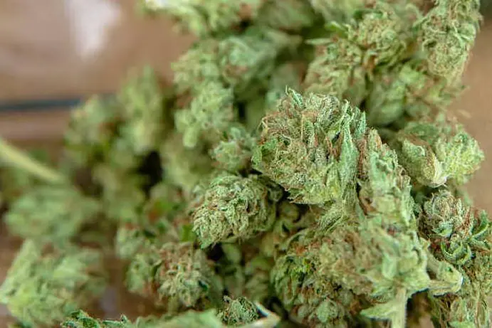 Marijuana