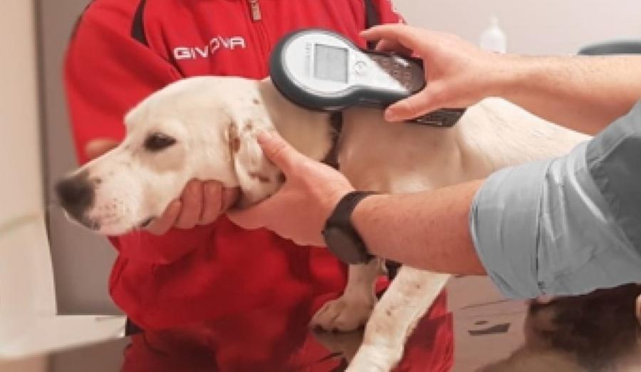 Lotta al randagismo, microchip gratuito per i cani