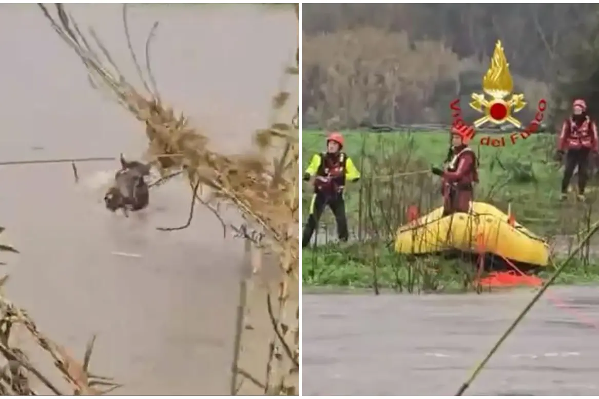 Oliena, il salvataggio dei tre cavalli (frame da video dei vigili del fuoco)