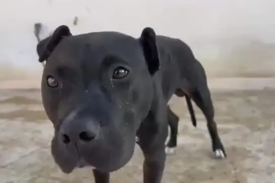 13 pitbull salvati da scommesse e combattimenti clandestini a Gela