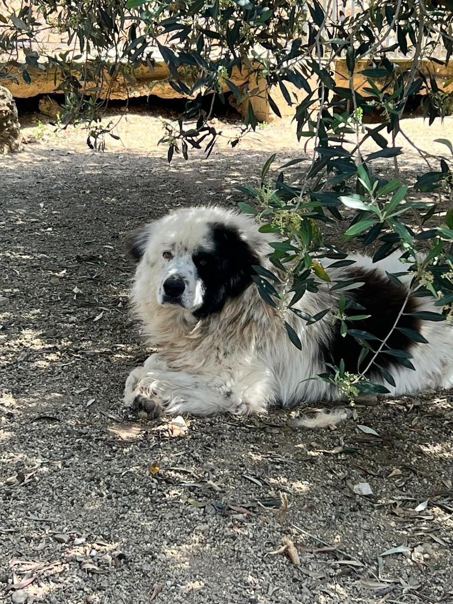 Sassari, Laore e Asl 1: al via la campagna per sterilizzazione e microchippatura cani da pastore