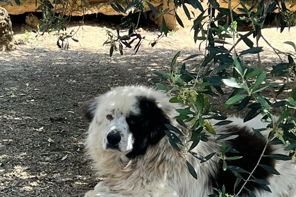 Cane da pastore
