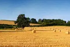 UN CAMPO DI GRANO - FOTO SIMBOLO