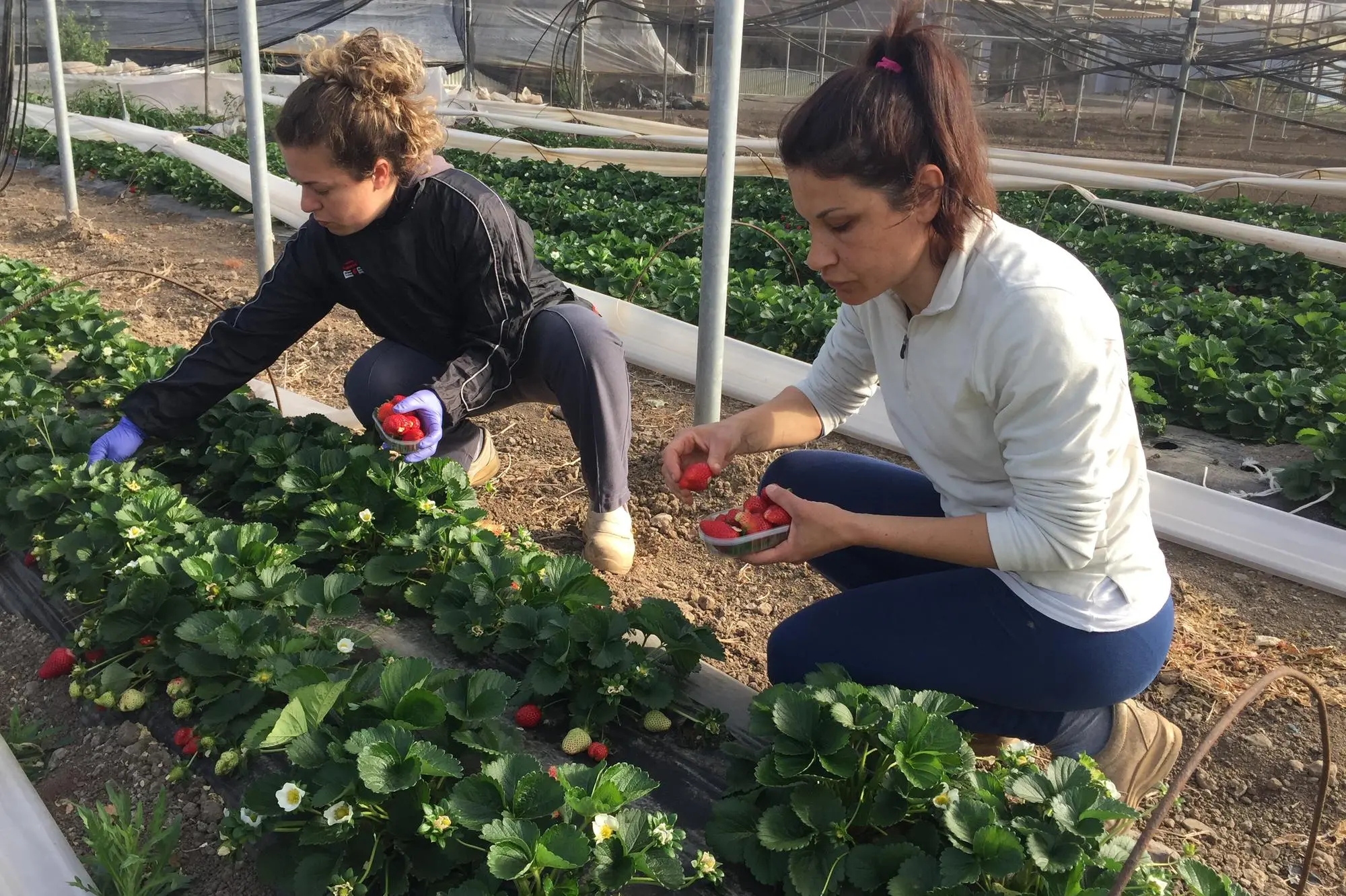 Due ragazze impegnate nella raccolta delle fragole (Archivio L'Unione Sarda)