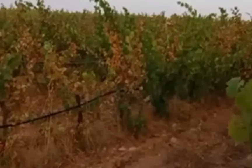 Un vigneto distrutto a Castiadas