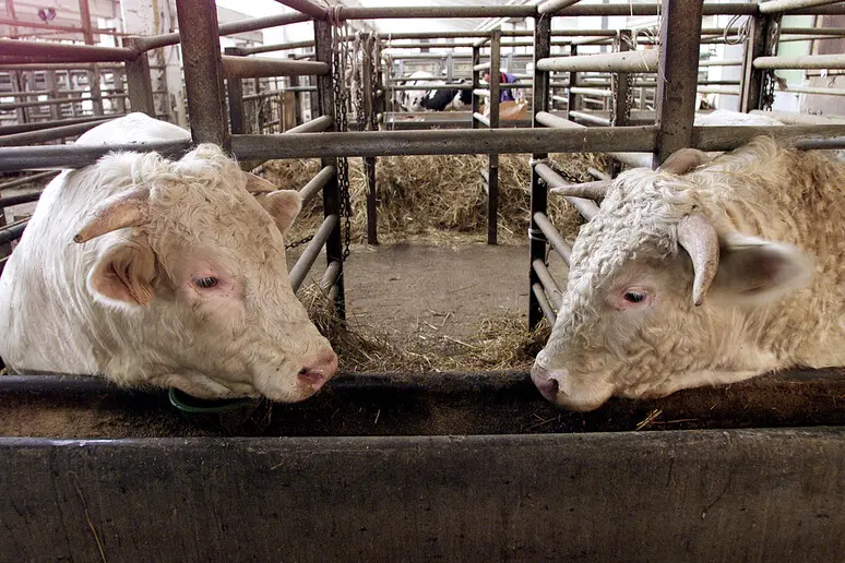 La razza charolaise (foto ansa).jpg