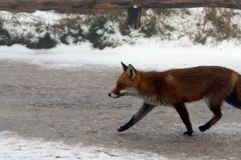 Una volpe (foto Ansa)