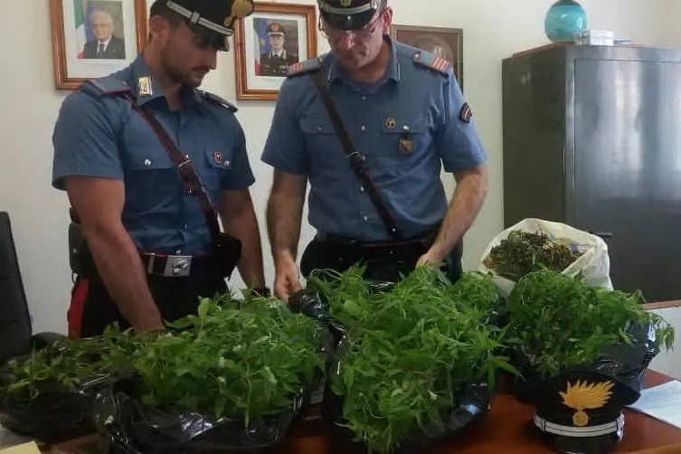 Alcune delle piante sequestrate (Foto Carabinieri)