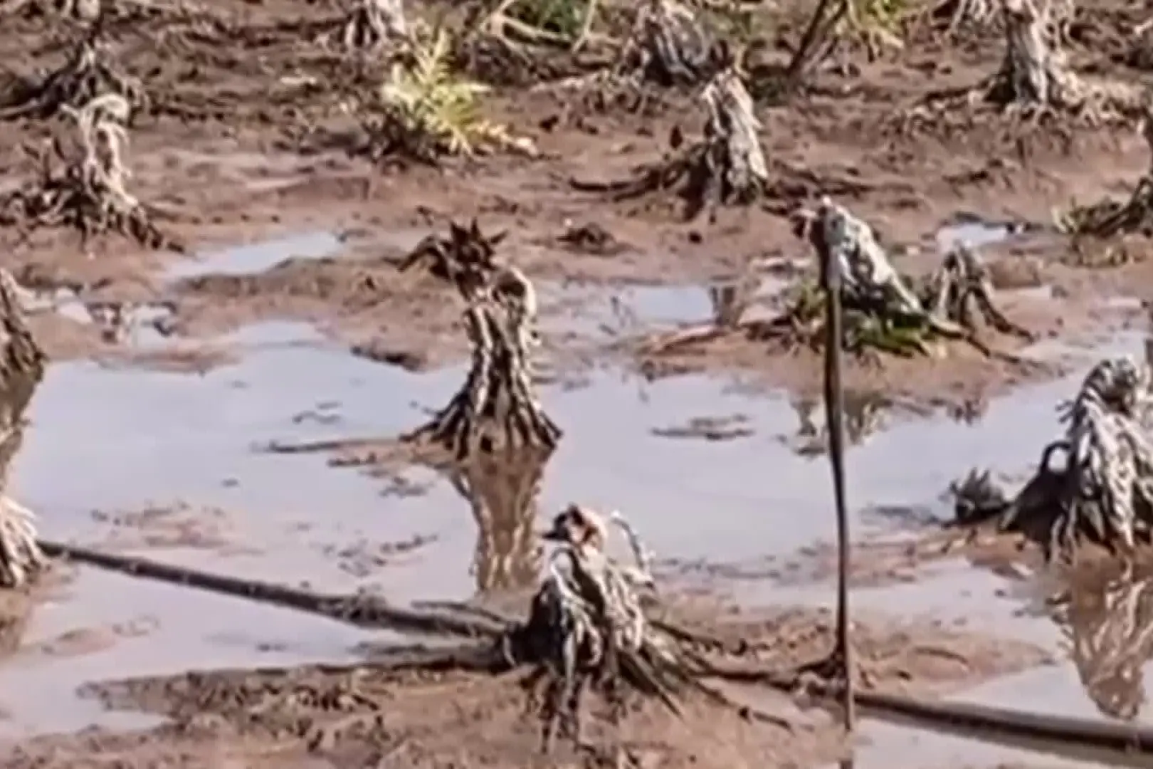 Raccolti sott'acqua e fango nei campi: addio alla semina primaverile?