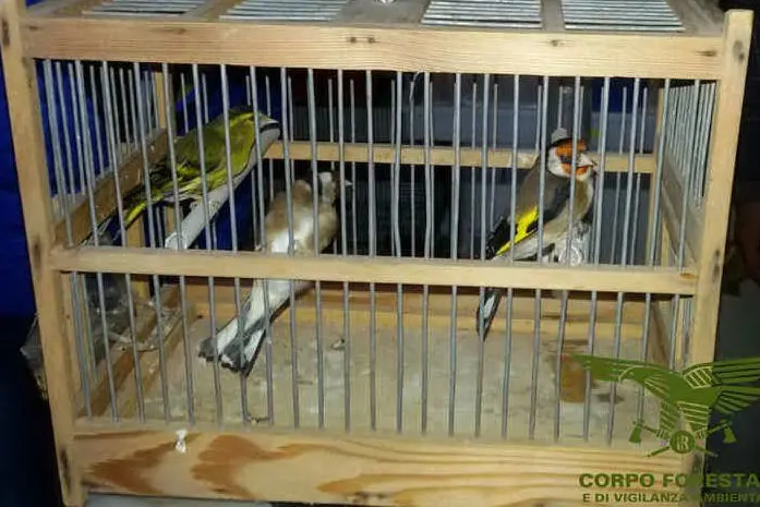 Gli uccelli in gabbia