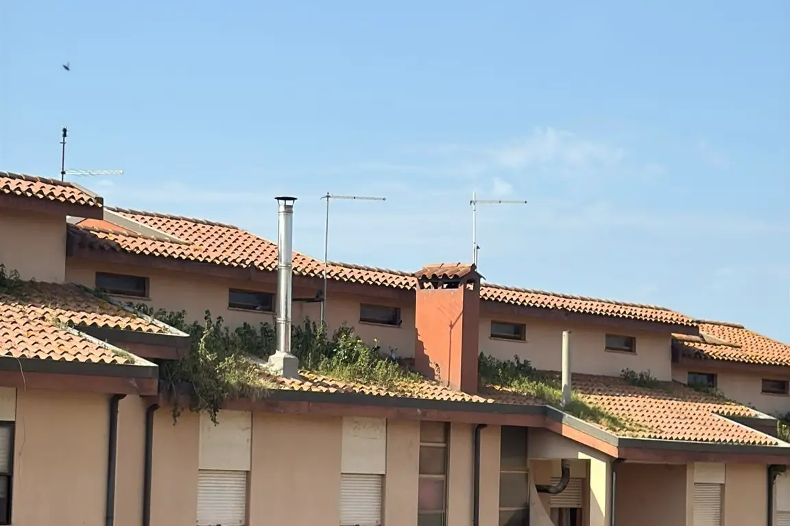 I tetti invasi dall’erba in via Raimondo Bonu