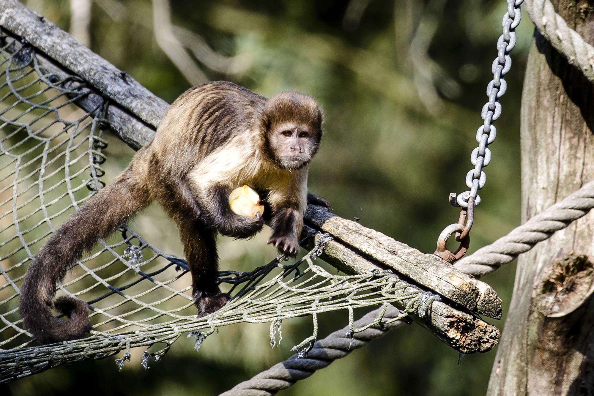 Vaiolo delle scimmie, l’Oms: “È emergenza sanitaria globale”