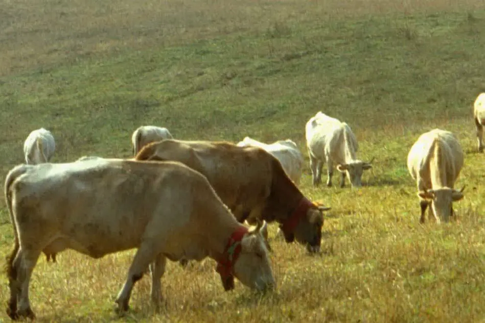 Mucche e vitelli (Archivio L'Unione Sarda)