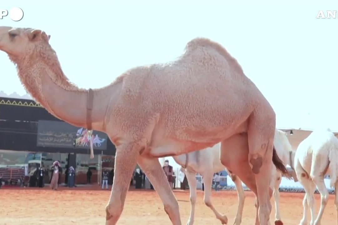 Arabia Saudita, le donne partecipano per la prima volta a un concorso di bellezza per cammelli
