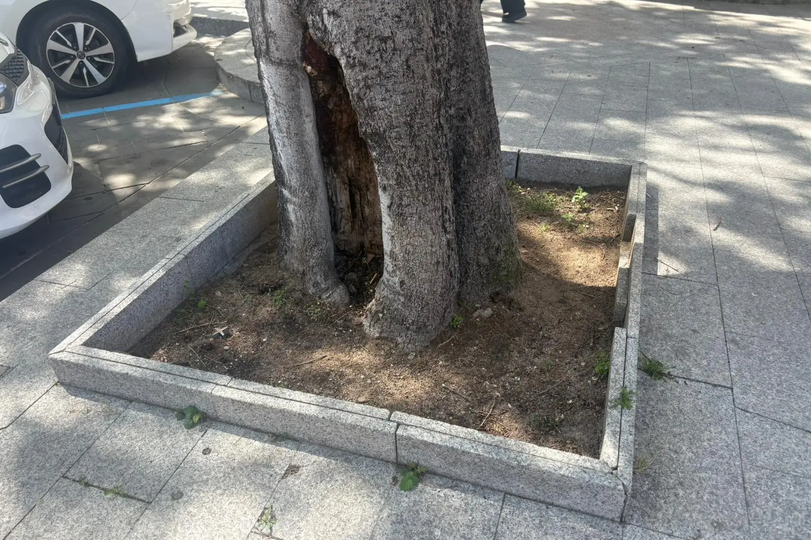 Le aiuole (foto ufficio stampa)