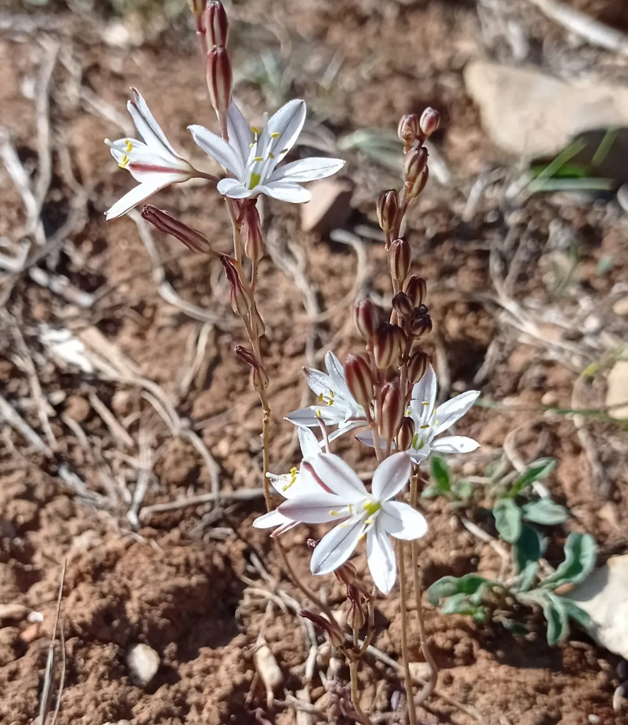 Urginea (foto concessa)