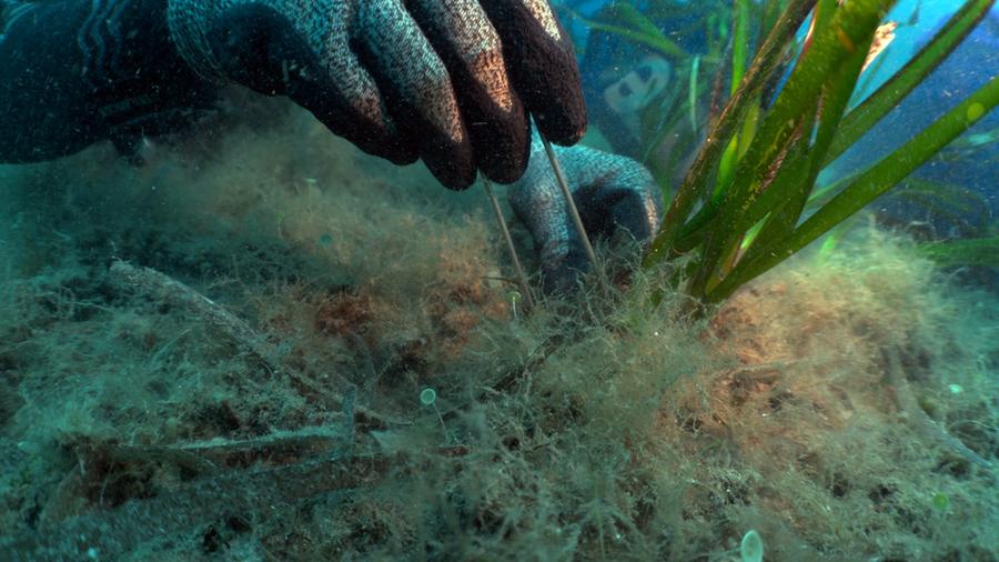 Cala di Volpe, posidonia restituita al mare: l'intervento di