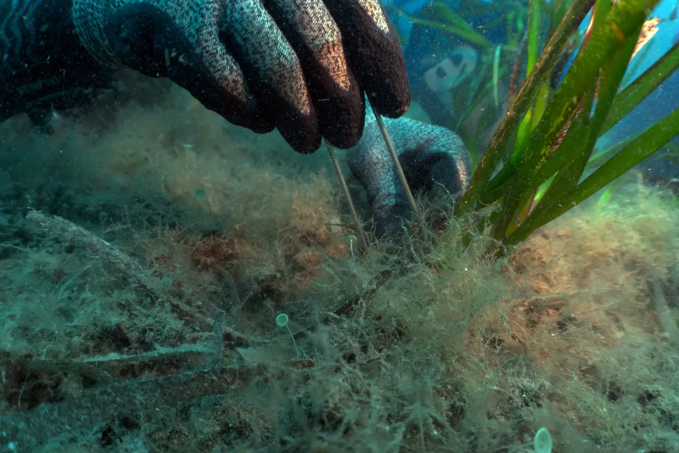 (foto One Ocean Foundation)