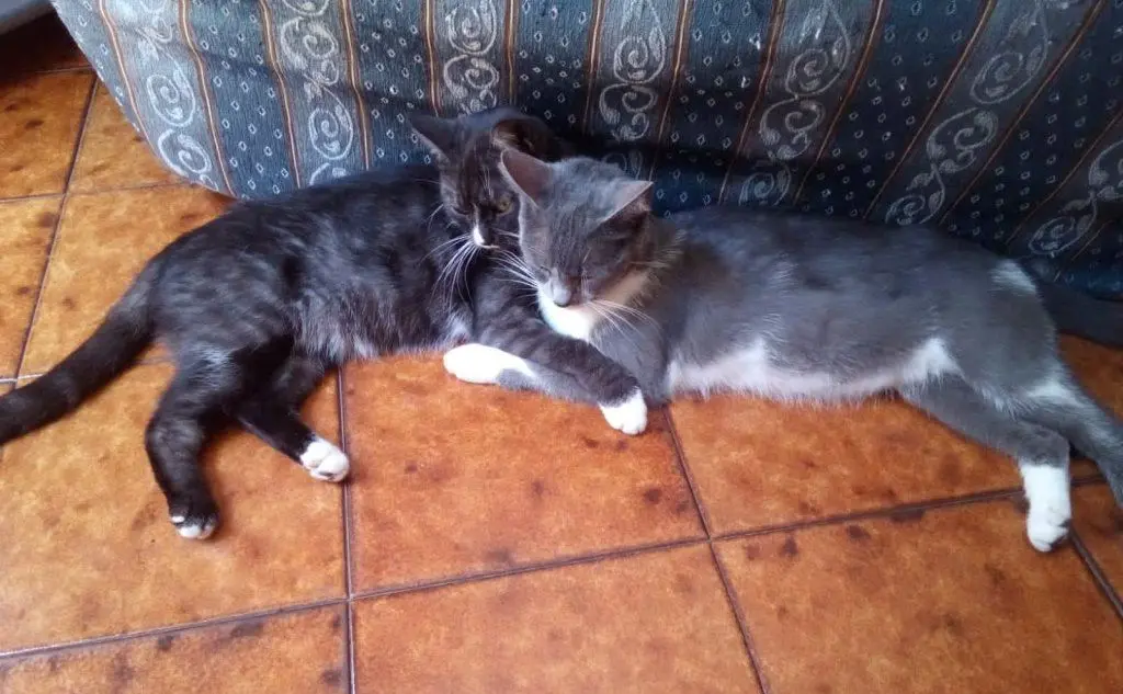 Marascia e Sissi, Seneghe (foto di Sara Pippia)