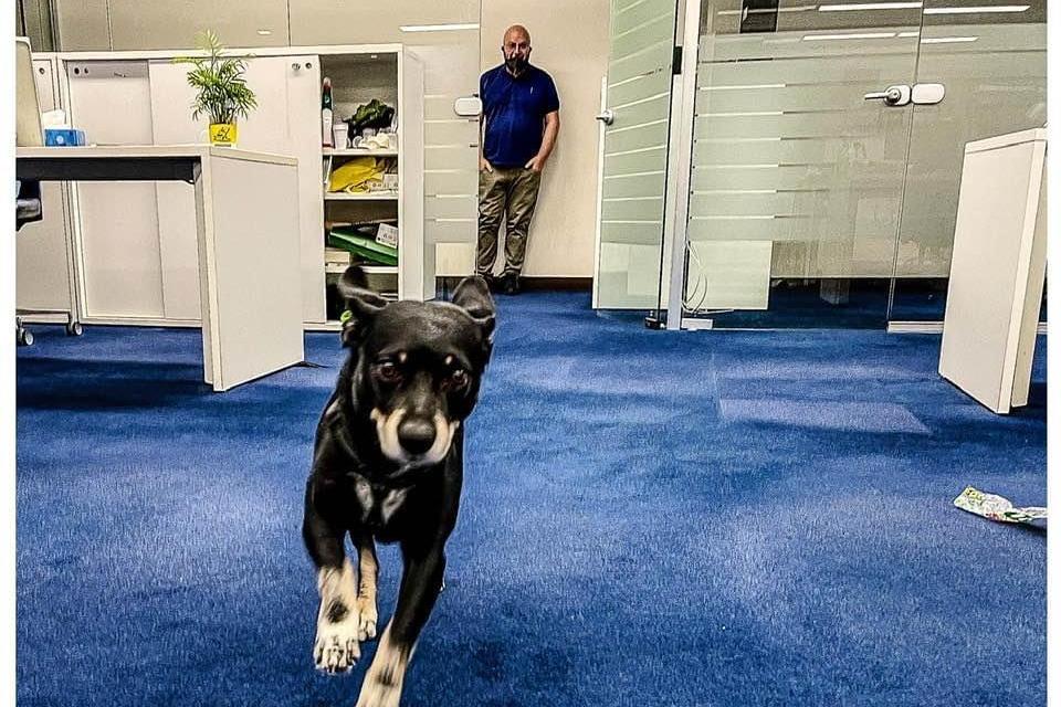 Il cane in ufficio (foto Andrea Piras)