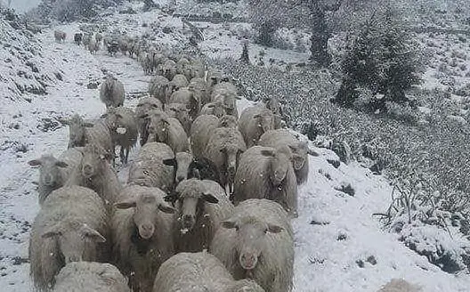 Pecore sotto la neve a Desulo nello scatto del lettore Giuseppe Floris