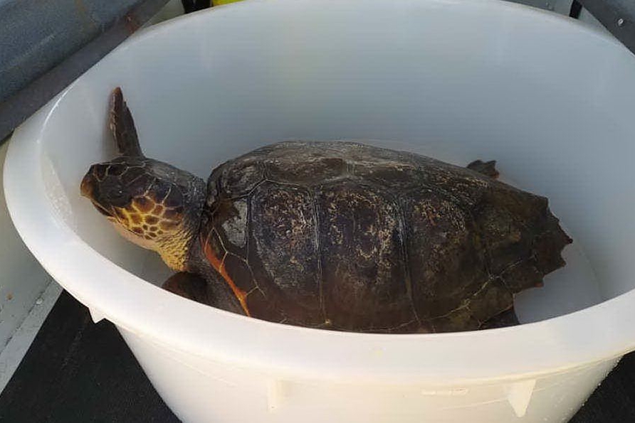 La tartaruga recuperata a Villasimius (L'Unione Sarda - foto Agus)