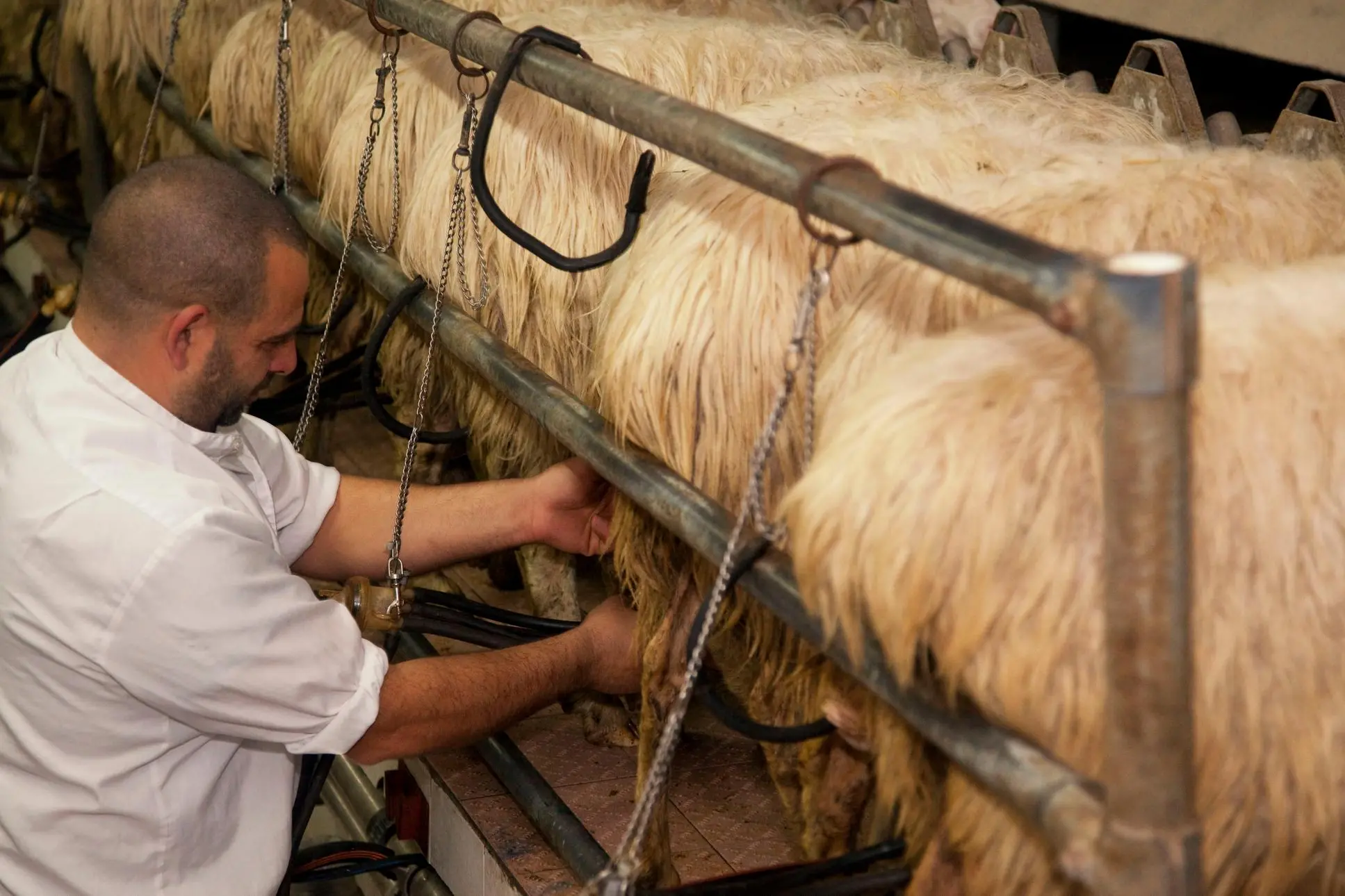 Mungitura di pecore sarde