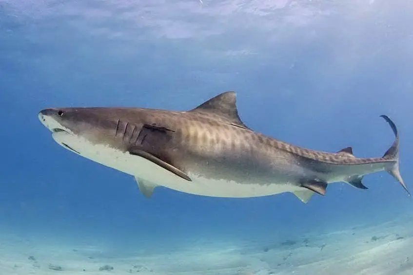 Un esemplare di squalo tigre (foto Wikipedia)