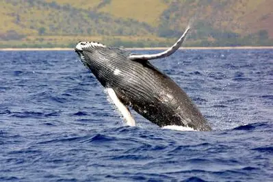 Una balena (foto archivio L'Unione Sarda)