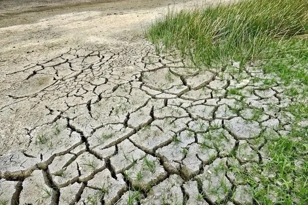 Siccità, l'allarme di Coldiretti: “Migliaia di animali senz'acqua nel nord Sardegna” (immagine simbolo, foto Ansa)