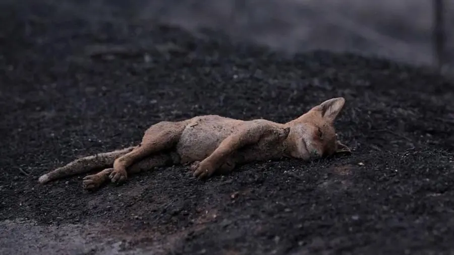 Una volpe uccisa dalle fiamme sul Montiferru (L'Unione Sarda)
