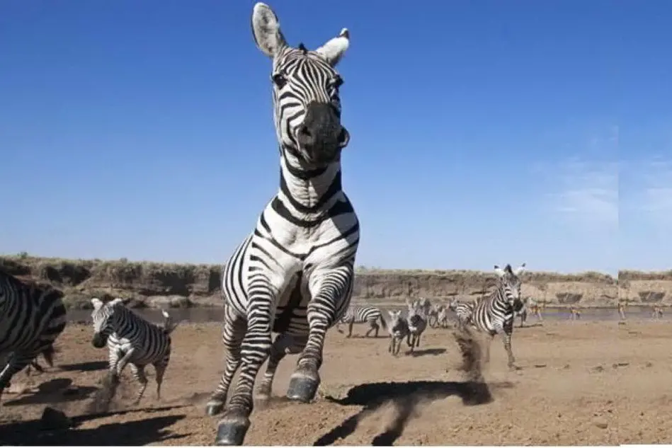 Una zebra - Foto simbolo