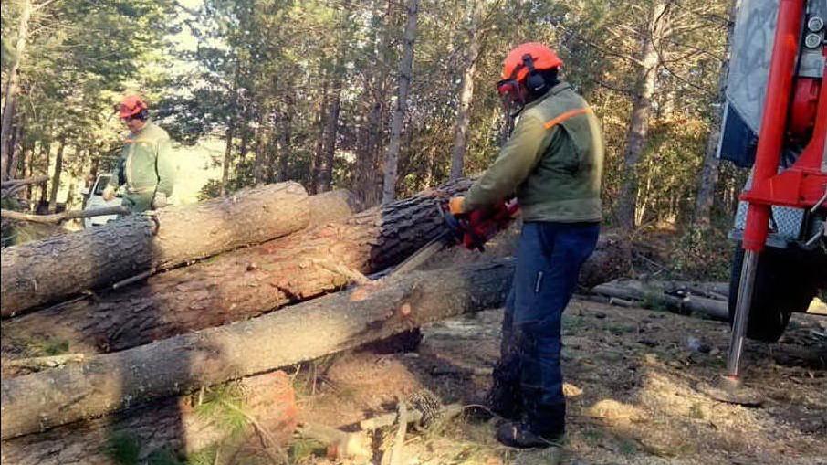 Forestas Bando Per L Assunzione A Tempo Determinato Di Tre Manovali L Unione Sarda It